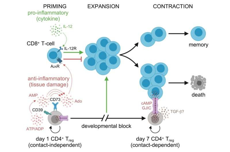 The body fights infection amidst 'waves' of regulatory CD4+ T cells