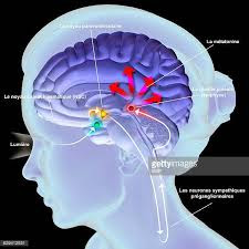 Pineal Gland Activation! Man Opens 3rd Eye With a Magnet (Video) Pineal Gland Activation! Man Opens 3rd Eye With a Magnet (Video)