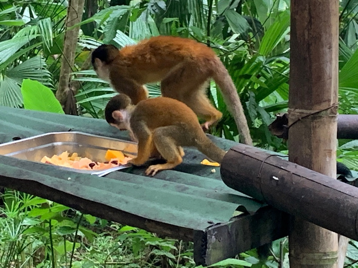 Baby squirrel monkey in front of adult squirrel monkey at food bowl, side profile