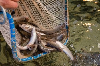 A handful of young Arctic Grayling tumble from a net into a pool of water. 