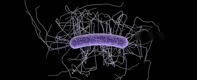 photo of antibiotic-resistant pathogen