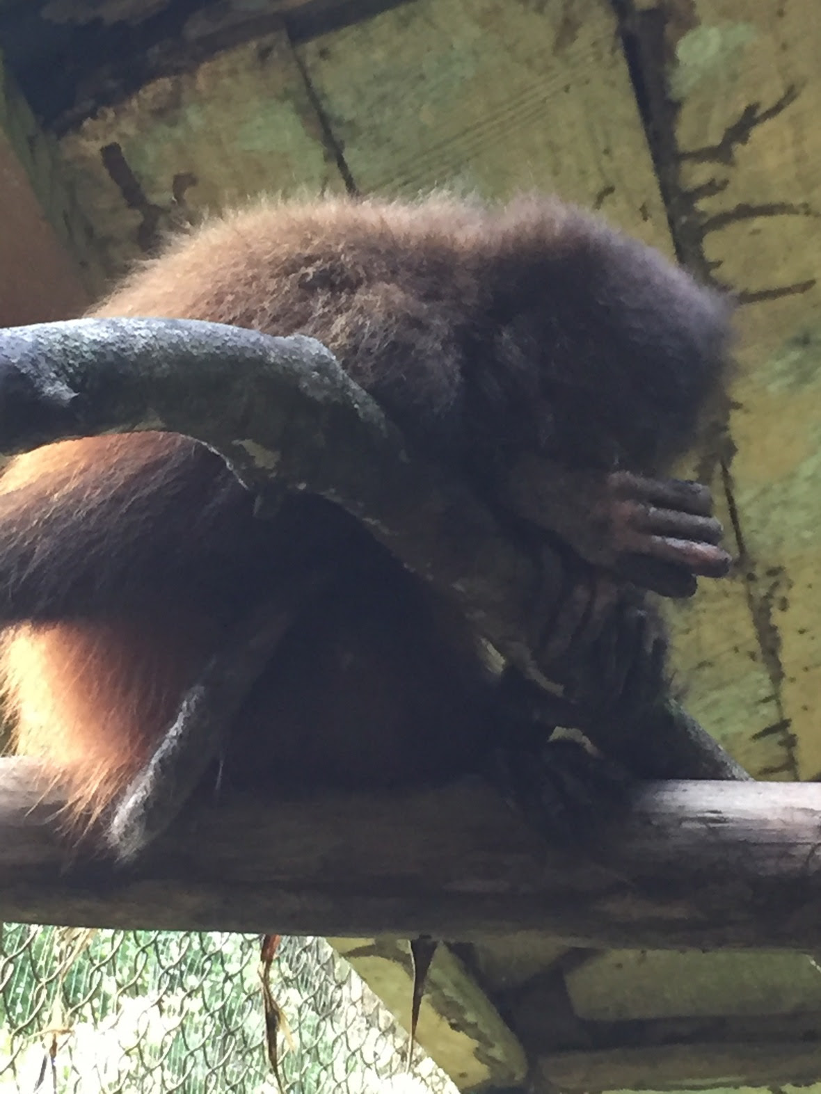 Spider monkey curled up