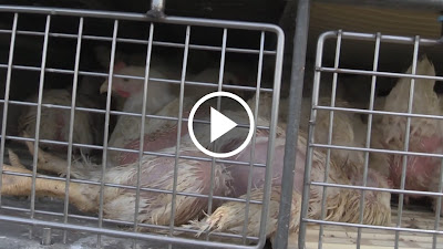 Video: kippen op weg naar slachthuis.