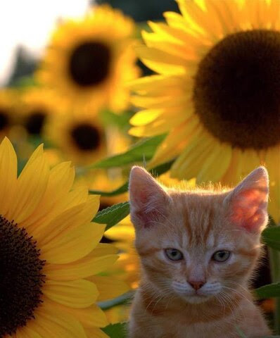 Cat-in-Sunflowers