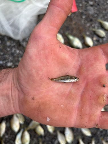 tiny fish in the palm of a hand