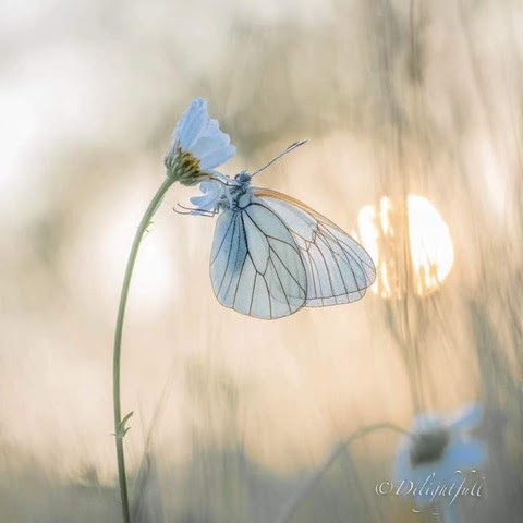 Butterfly-Flower-matching-Blue
