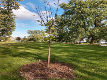 A small tree is planted in a park, surrounded by a grassy area and prepped with mulch