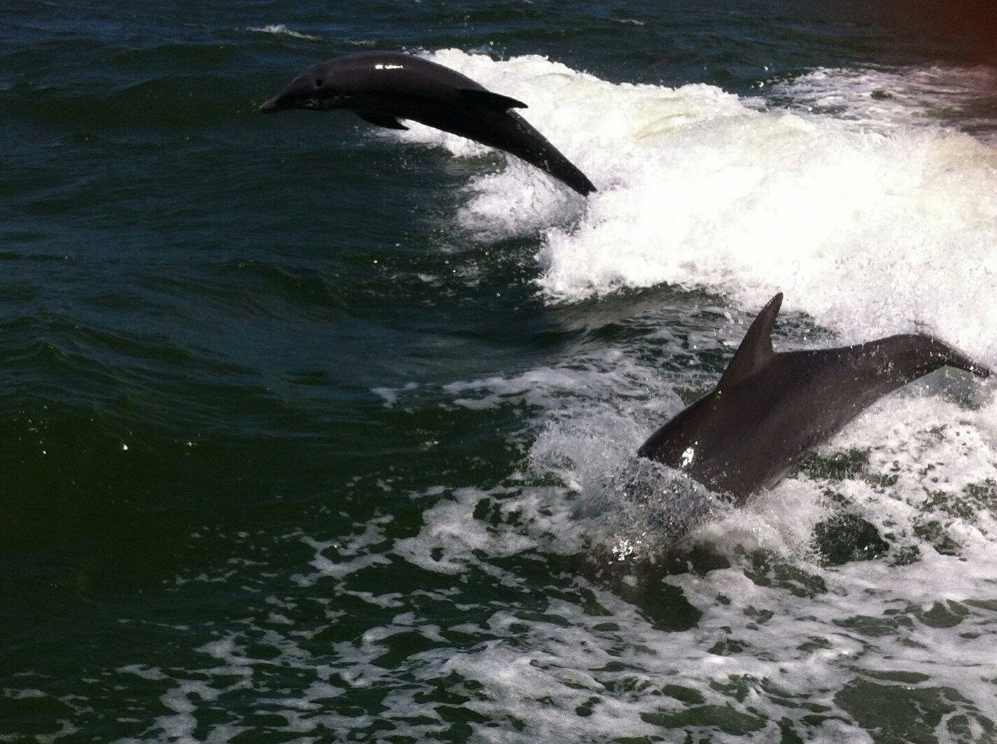 Dolphin Express At Treasure Island Florida Treasure island florida