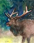 8x10 Bull Elk Watercolor on Hot press paper Animal Portrait by Penny StewArt - Posted on Saturday, March 14, 2015 by Penny Lee StewArt