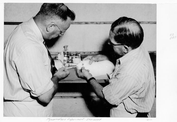 File:Queensland State Archives 4855 Myxomatosis experiment Sherwood c 1952.png