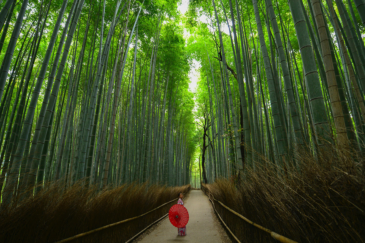 Arashiyama's Bamboo Grove in Kyoto