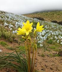 Resultado de imagen para desierto florido 2015