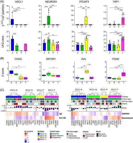 New approaches to personalized treatment for small cell lung cancer