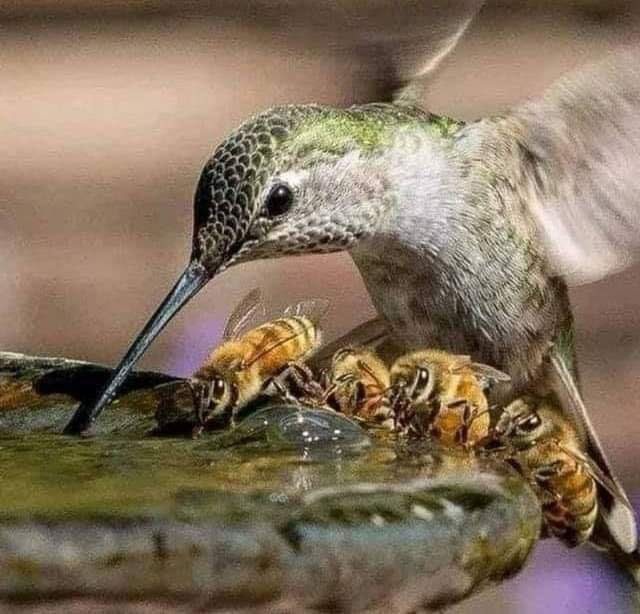 Hummingbird-Bees