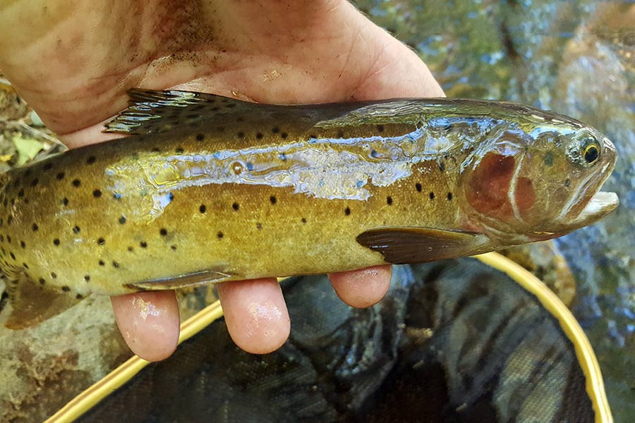 Cutthroat trout