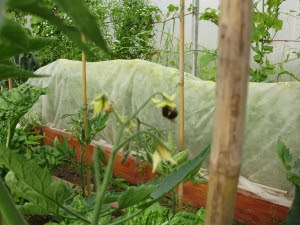 Bumble bee pollinating beefsteak tomato, with carrots under fleece behind