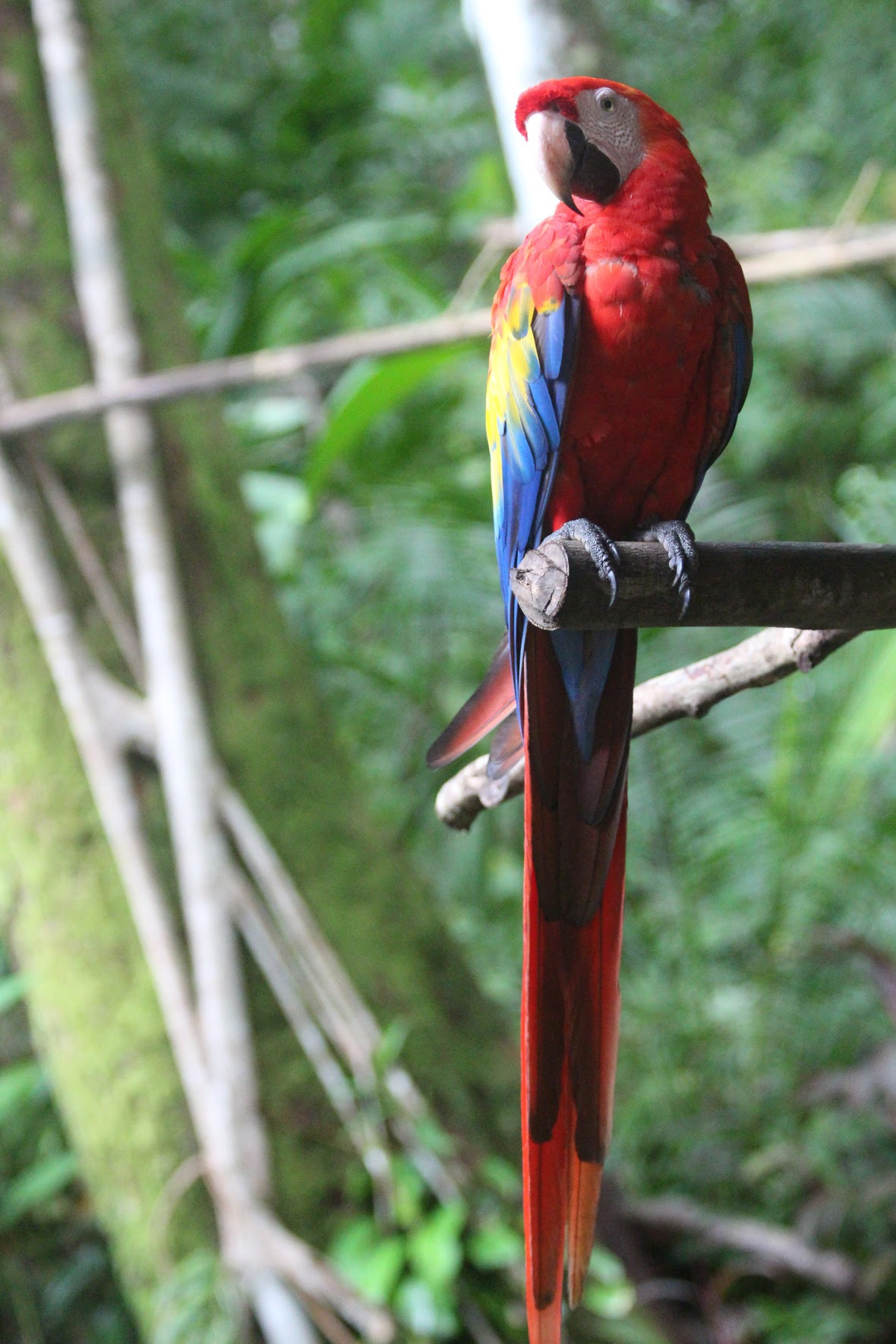 Wild scarlet macaw