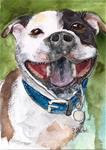 5x7 Staffordshire Bull Terrier Happy Dog Watercolor Painting by Penny StewArt - Posted on Sunday, January 18, 2015 by Penny Lee StewArt