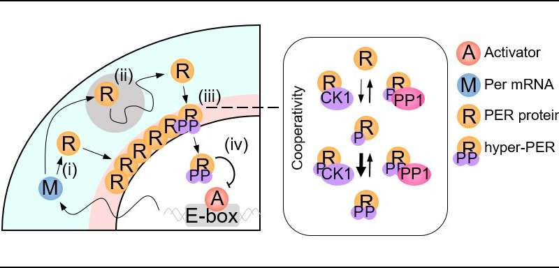 Cytoplasmic traffic jam disrupts sleep-wake cycles