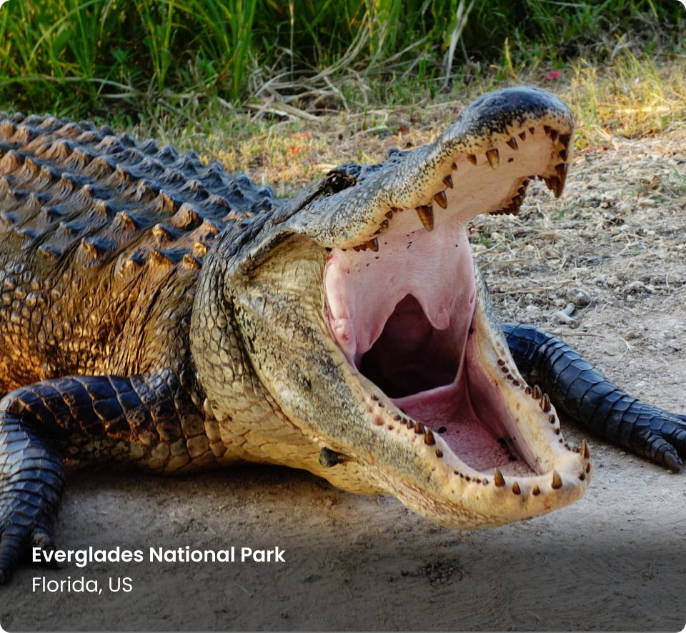 Everglades national park