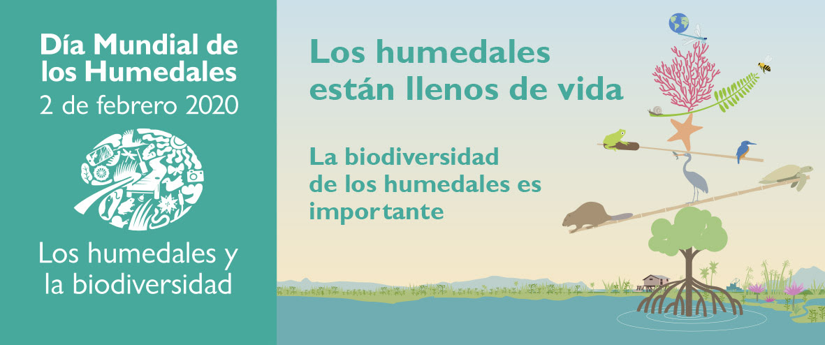 Celebran el Día Mundial
                                            de los Humedales con el lema
                                            ‘Los humedales y la
                                            biodiversidad’