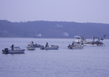 Commercial shellfish harvesters digging for clams