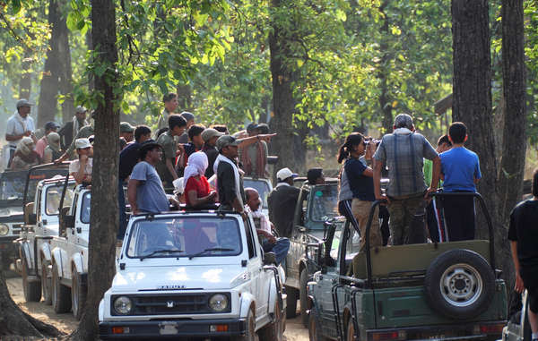 Large numbers of tourists frequently visit Indian tiger reserves in jeeps.
