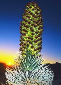 How We Can Heal Ourselves Using Flower Essences Silversword-214x300