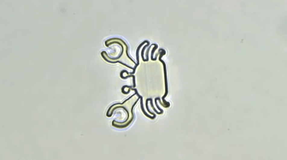 A microrobot crab can clasp drug nanoparticles in its claws, carry them to a desired location and release them