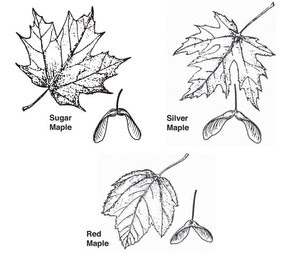 maple tree i.d. drawings