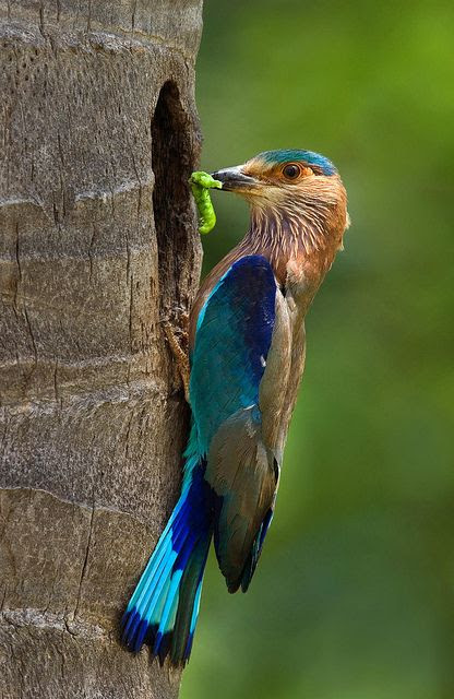 Indian Roller bird, by najeebkhan2009 on Flickr