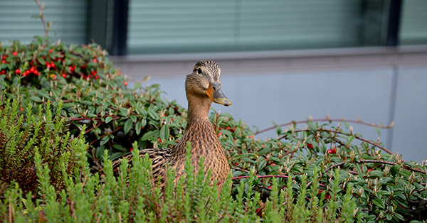 mallard duck hen in building landscaping