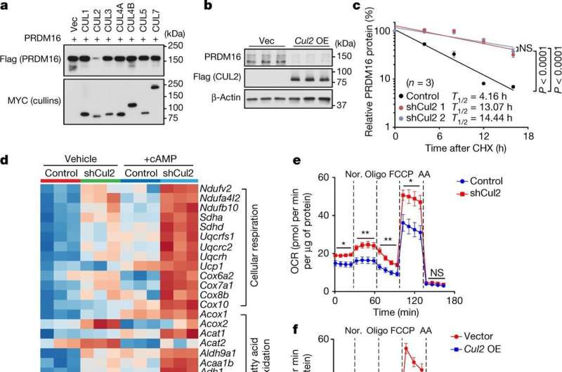 Researchers identify a key enzyme that controls white-to-brown fat conversion