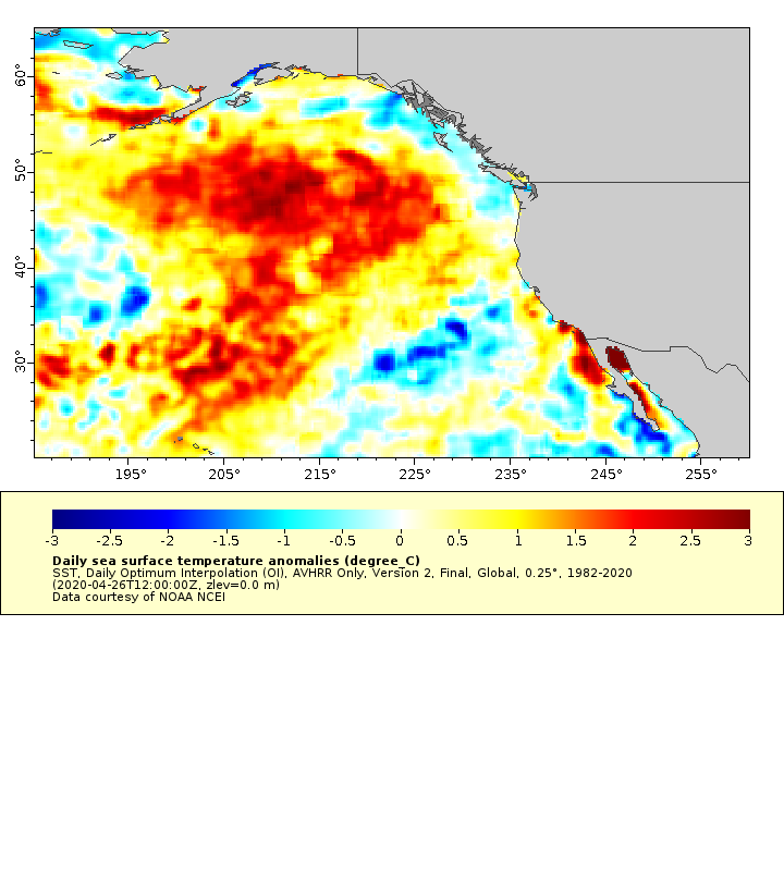 Sea surface temperature anomalies, Northeast Pacific