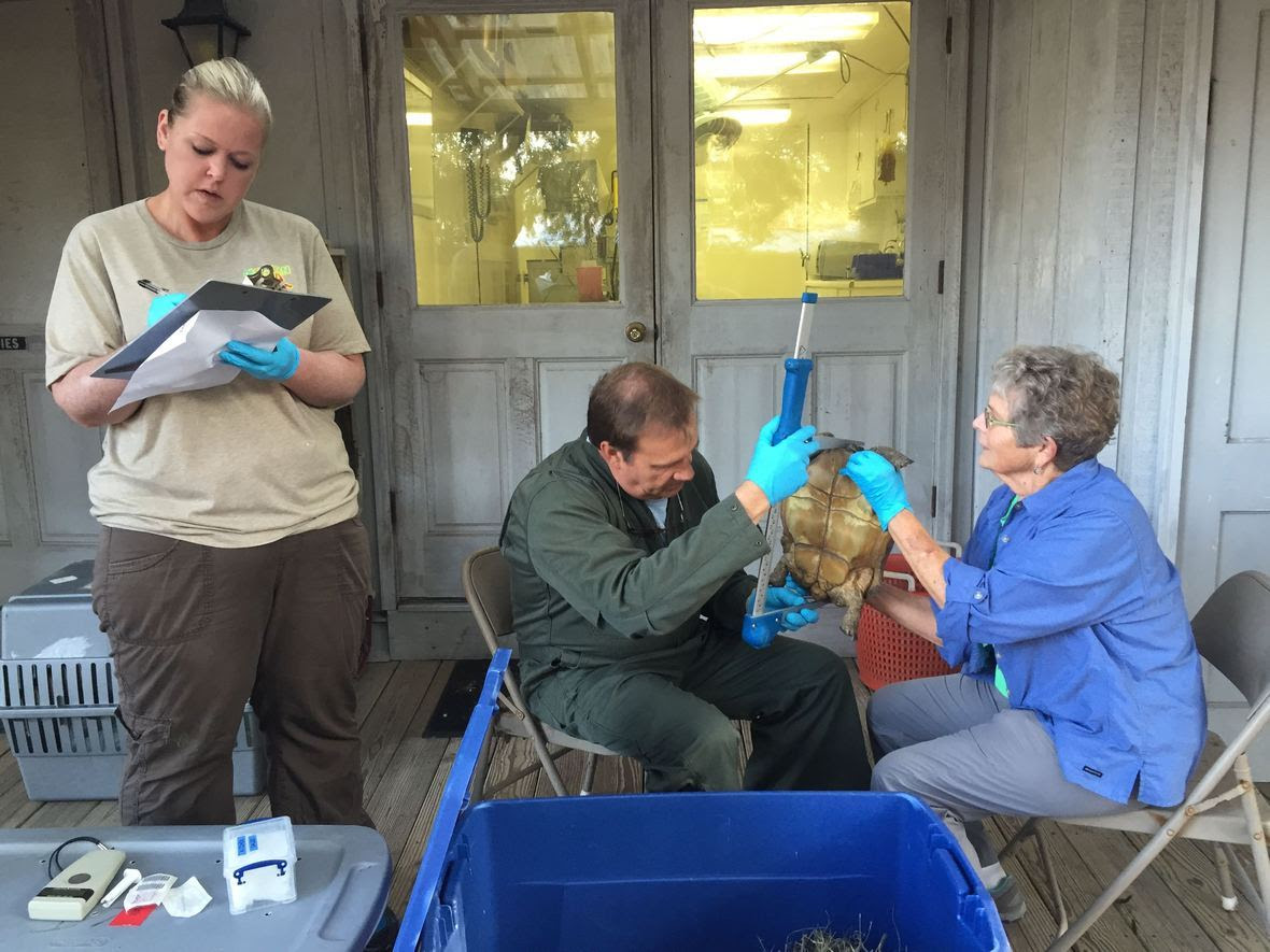 Last minute measurements and ID markings before releasing.