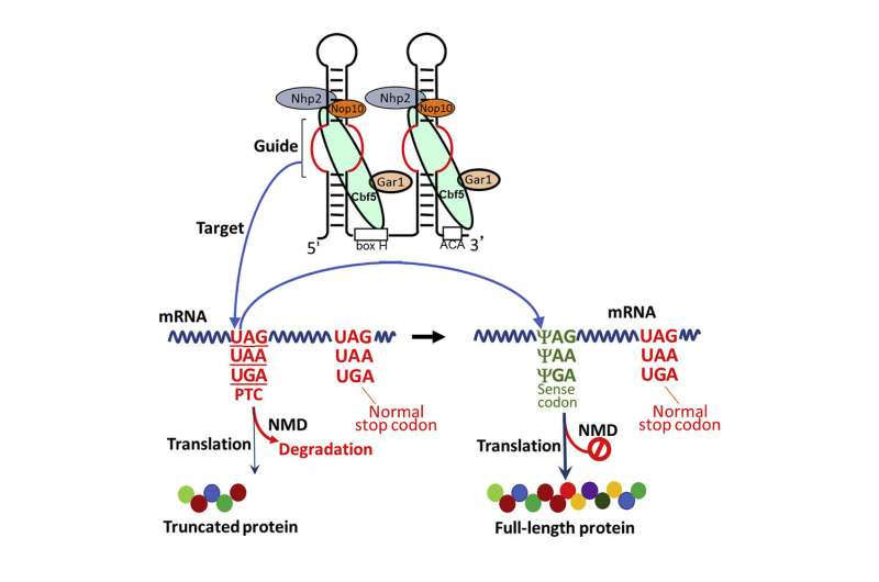 Scientists harness power, precision of RNA to make mutations invisible