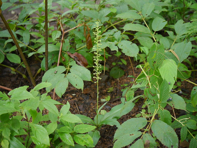 Habenaria ovalifolia Wight