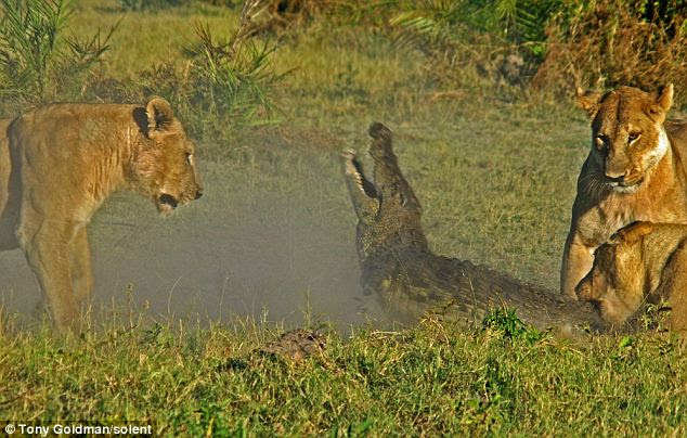 The crocodile reared in pain as the lioness struck a blow