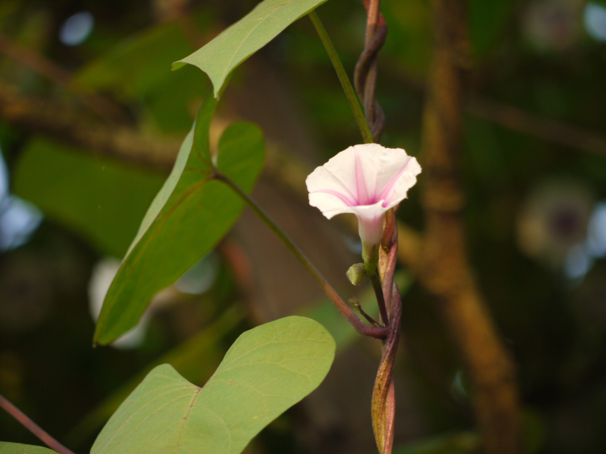 Ipomoea acanthocarpa (Choisy) Hochst. ex Schweinf. & Asch.