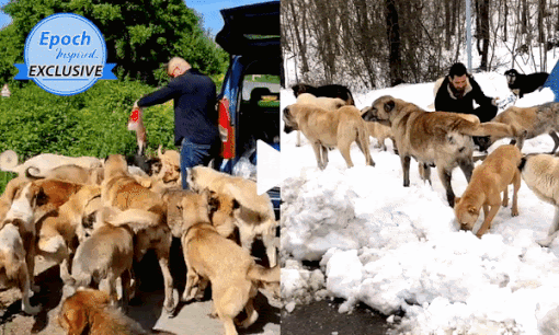 Man Takes Care of Hundreds of Stray Dogs in a Forest in Turkey