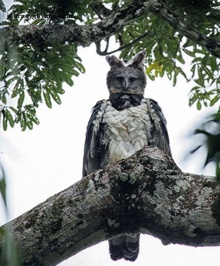 3. The Harpy Eagle