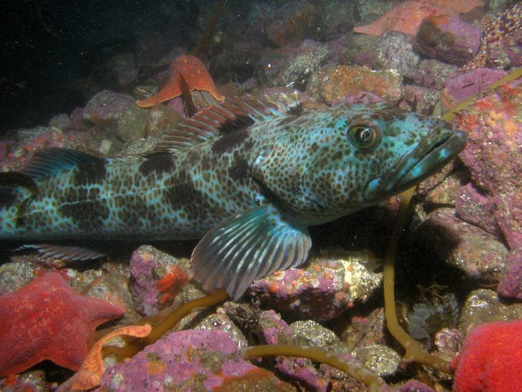 image of a lingcod in water