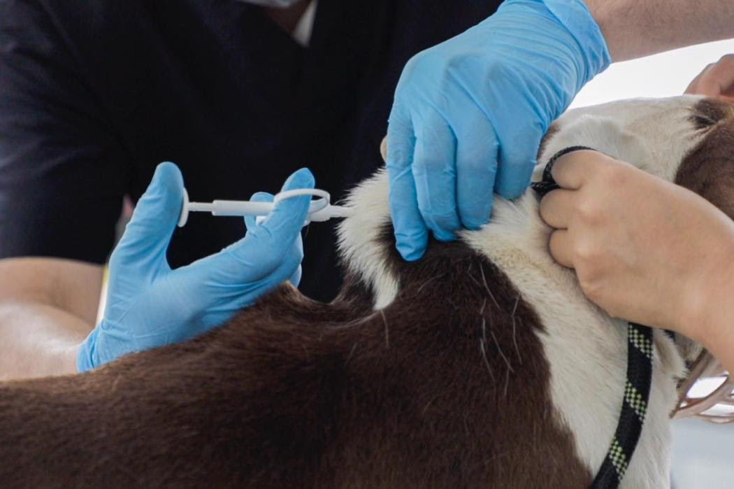 El implante de microchip es gratuito y es para animales de estratos 1,2 y3. Foto: IDPYBA