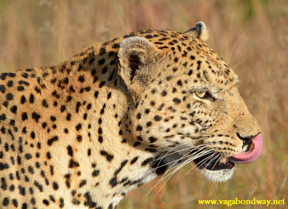 leopard-licking-lips