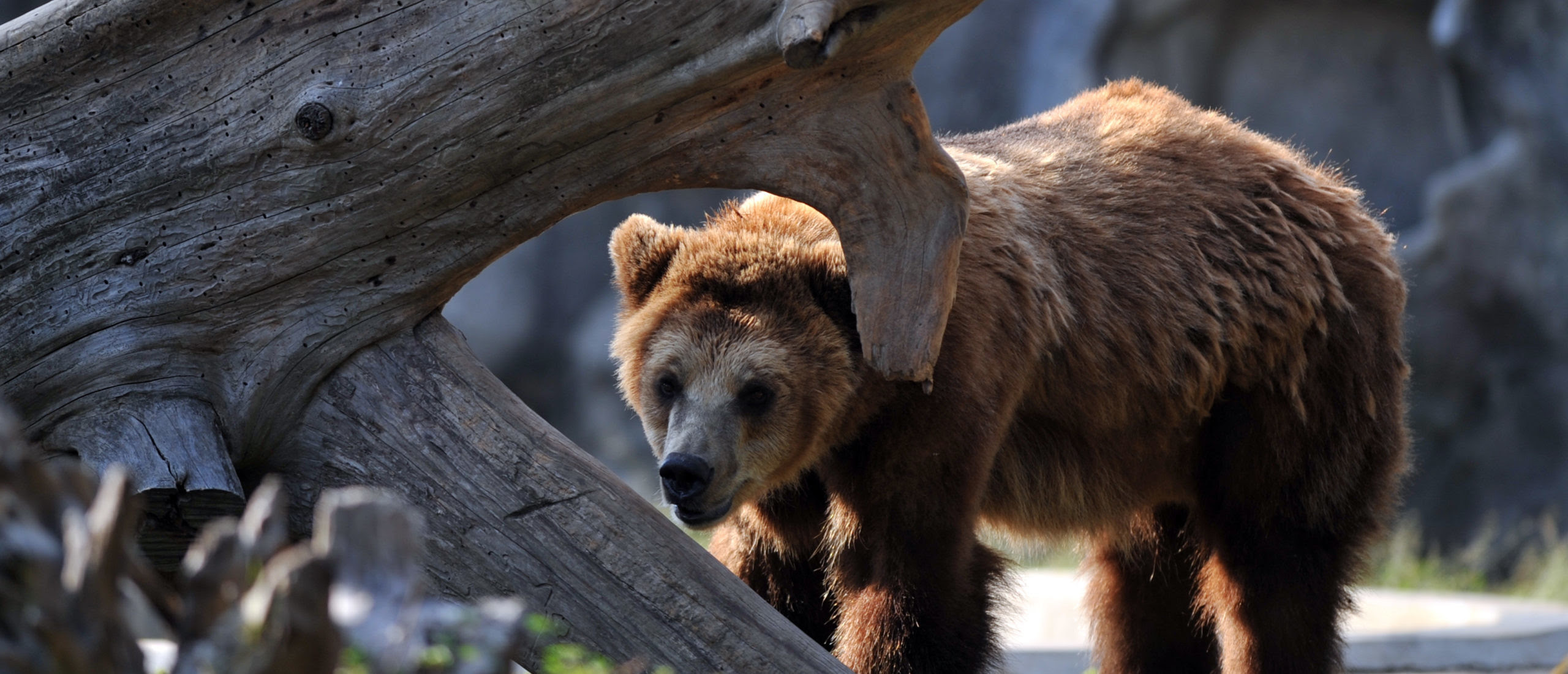 ‘Drenched In Blood’: Grizzly Bear Brutally Attacks 2 College Wrestlers, Both Survive