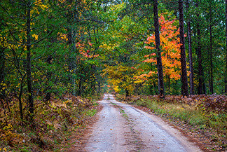 A dirt road leads into a woods at the Pigeon River Country State Forest.