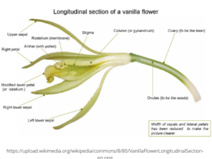 Parts of Vanilla Flower