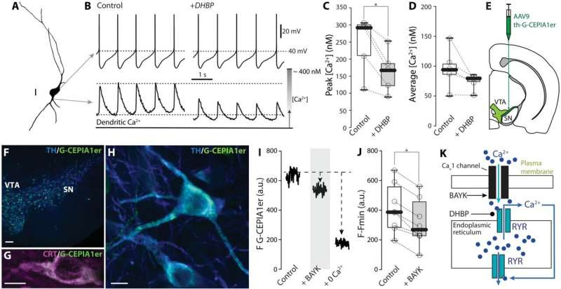 Study uncovers role of mitochondrial energy production in dopaminergic neurons