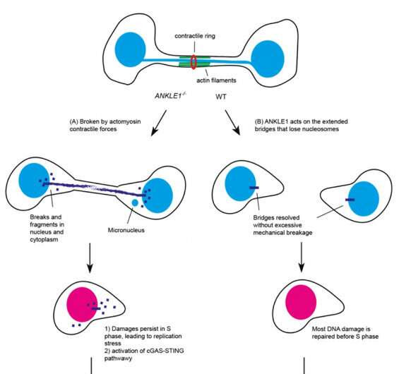 Biologists reveal a scissor enzyme that cuts the chromatin bridge and prevents DNA damage and autoimmunity