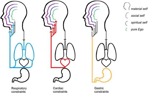 Study explores how the perception of internal bodily signals influences the concept of self